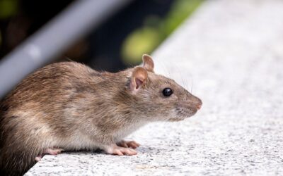 Quick Rodent Removal: Fast Acting Solutions