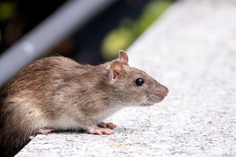 Close-up shot of a rat