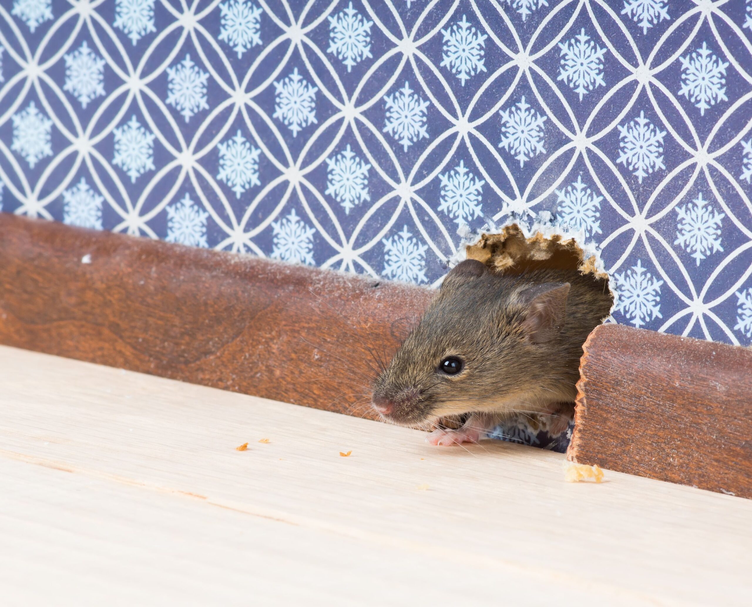 Effective Ways to Rat-Proof Your Home & Keep Rodents at Bay