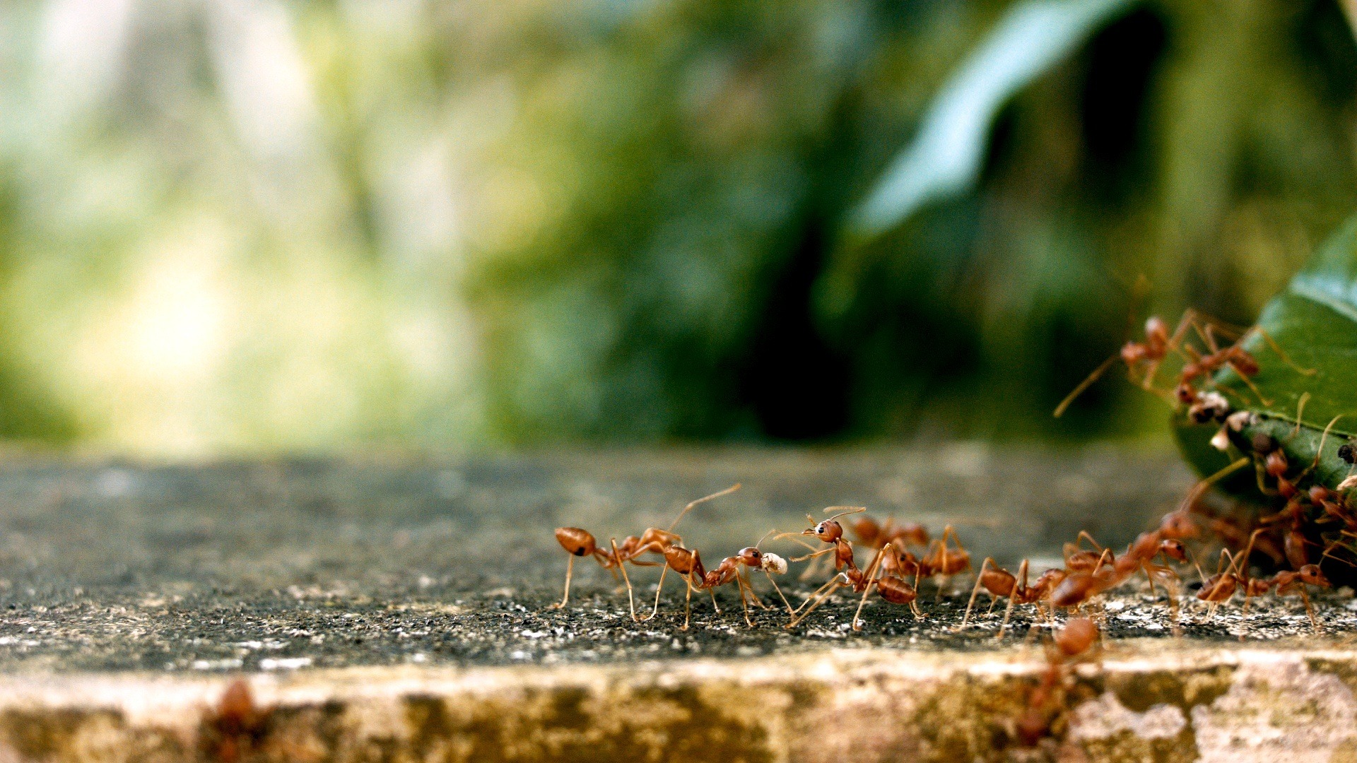 Ants walking on a stone surface outdoors.