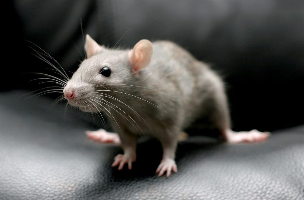 The Dangers of Ignoring a Rodent Infestation in Your New Home