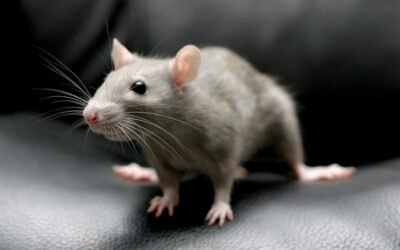 The Dangers of Ignoring a Rodent Infestation in Your New Home