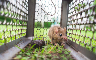 Easy Rodent Trapping Tips for Quick Results