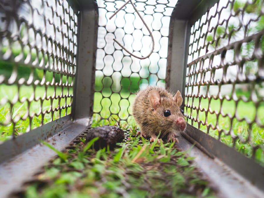 Easy Rodent Trapping Tips for Quick Results