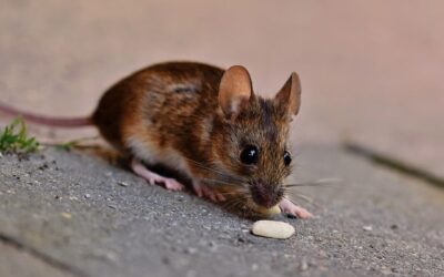 Real Cost of Ignoring a Rodent Problem: Why Expert Rodent Exterminators Are Worth It