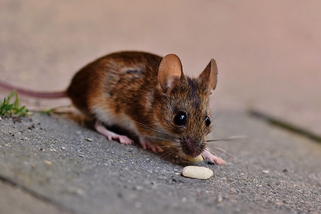 house-mouse-eating-crumb-of-food