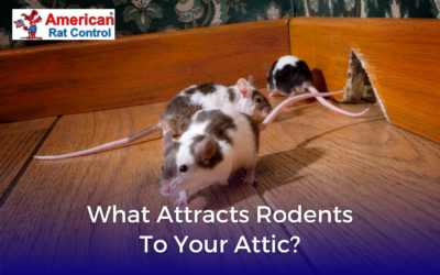 What Attracts Rodents to Your Attic?