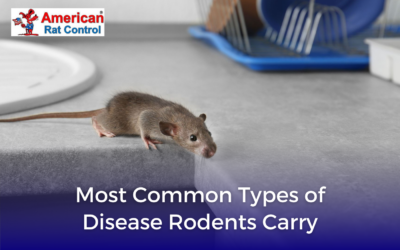 Most Common Types of Disease Rodents Carry