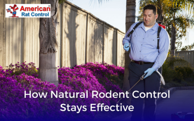 How Natural Rodent Control Stays Effective