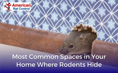 Most Common Spaces in Your Home Rodents Hide