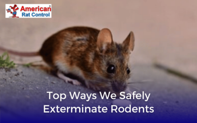 Top Ways We Safely Exterminate Rodents