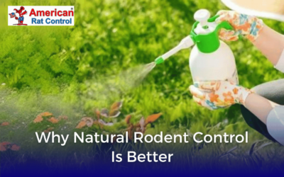 Why Natural Rodent Control Is Better