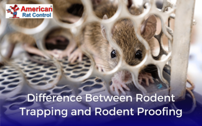 Difference between Rodent Trapping and Rodent Proofing