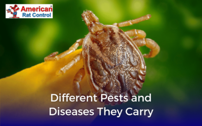 Different Pests and Diseases They Carry