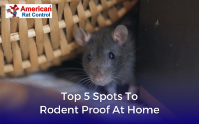 Top 5 Spots to Rodent Proof at Home