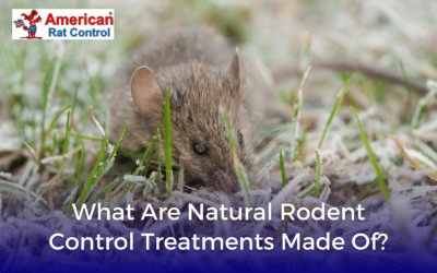 What Are Natural Rodent Control Treatments Made Of?