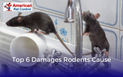 Top 6 Damages Rodents Cause