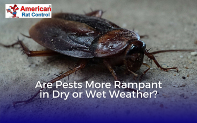 Are Pests More Rampant in Dry or Wet Weather?