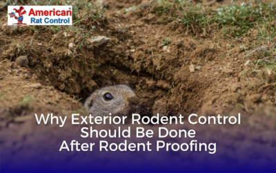 Why Exterior Rodent Control Should Be Done After Rodent Proofing