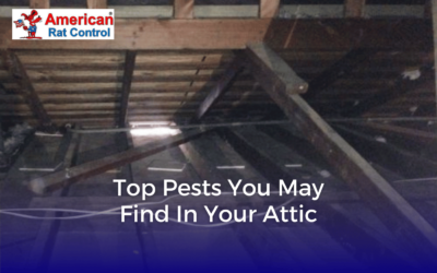 Top Pests You May Find in Your Attic