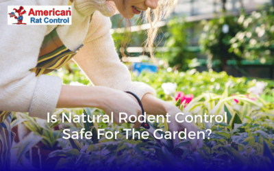 Is Natural Rodent Control Safe for the Garden?