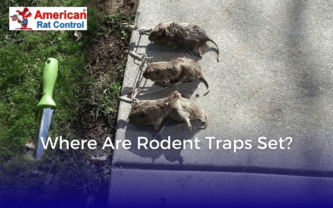 Where Are Rodent Traps Set?