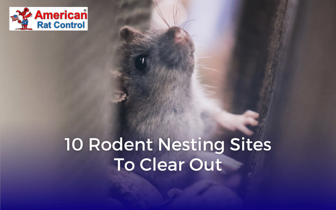 10 Rodent Nesting Sites to Clear Out