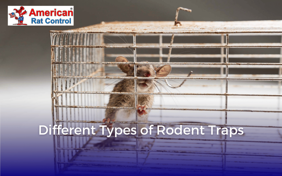 Different Types of Rodent Traps