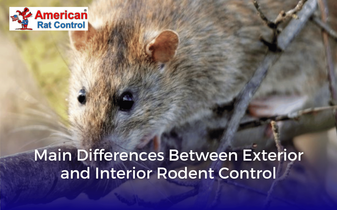 Main Differences between Exterior and Interior Rodent Control