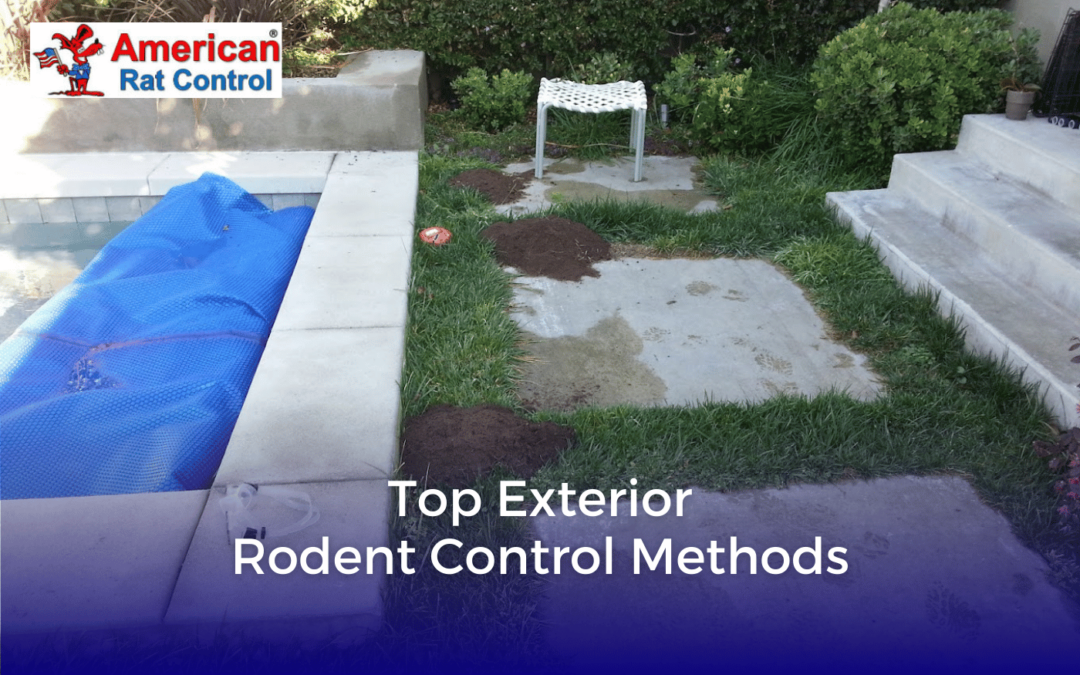 Top Exterior Rodent Control Methods