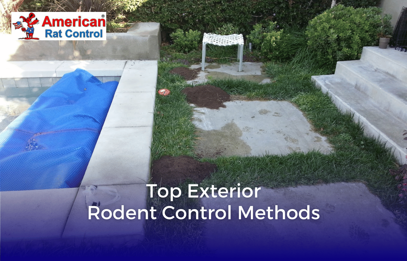 Top Exterior Rodent Control Methods