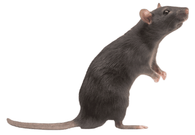 losangelesratexterminator.com/rodent-control/ image of a norway rat standing on his hind legs looking up, he has dark gray fur and in los angeles